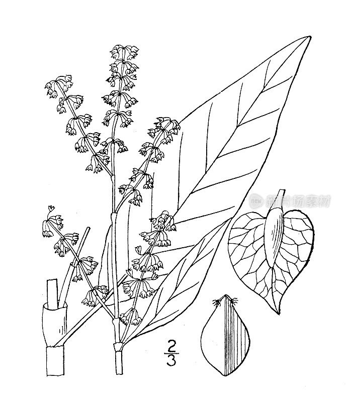 古植物学植物插图:Rumex altissimus，高船坞